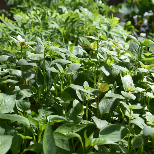 Snapdragon, Rocket Mix