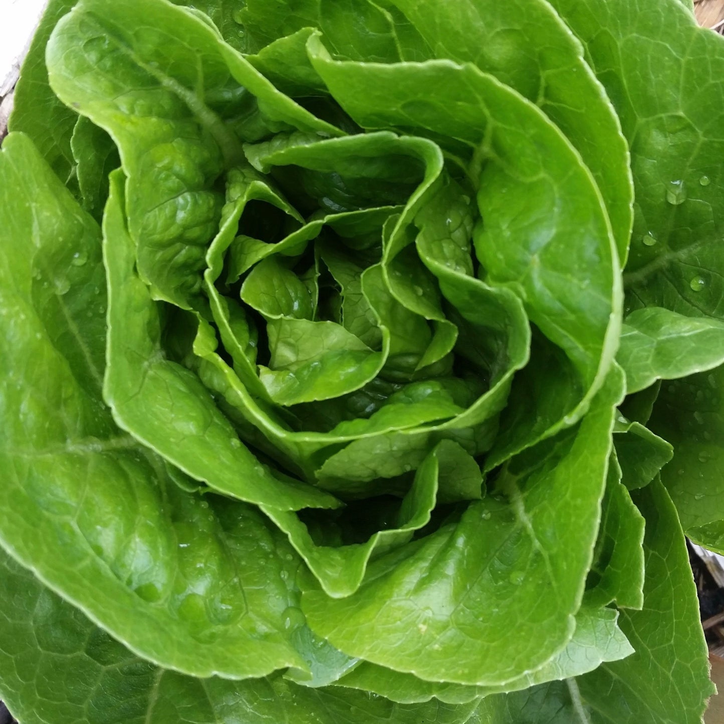 Spring Starter Garden