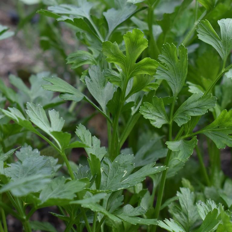 Parsley, Italian Flat Leaf