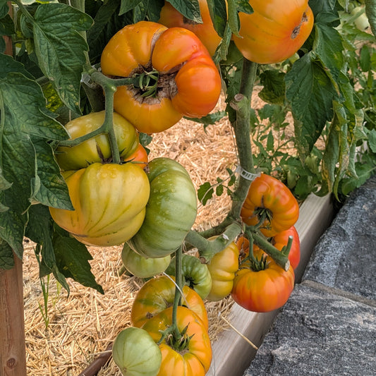 Complete Kitchen Garden