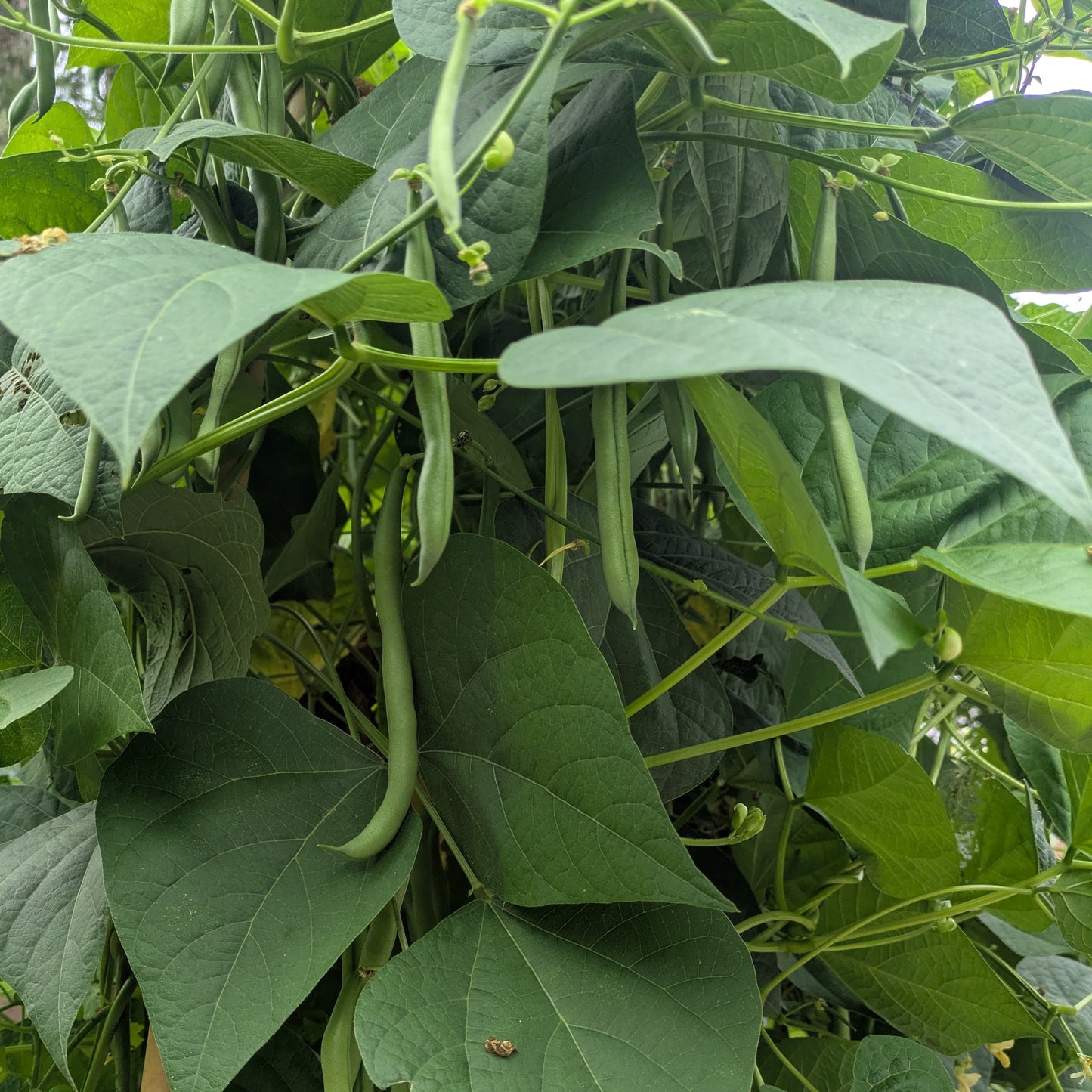 Bean, Seychelles Pole Bean