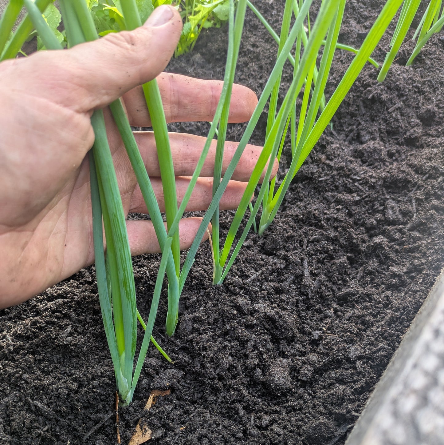 Onion, Parade (bunching)