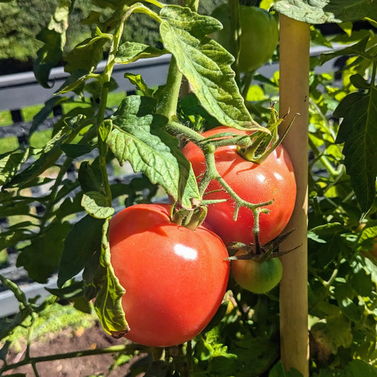 The Total Kitchen Garden