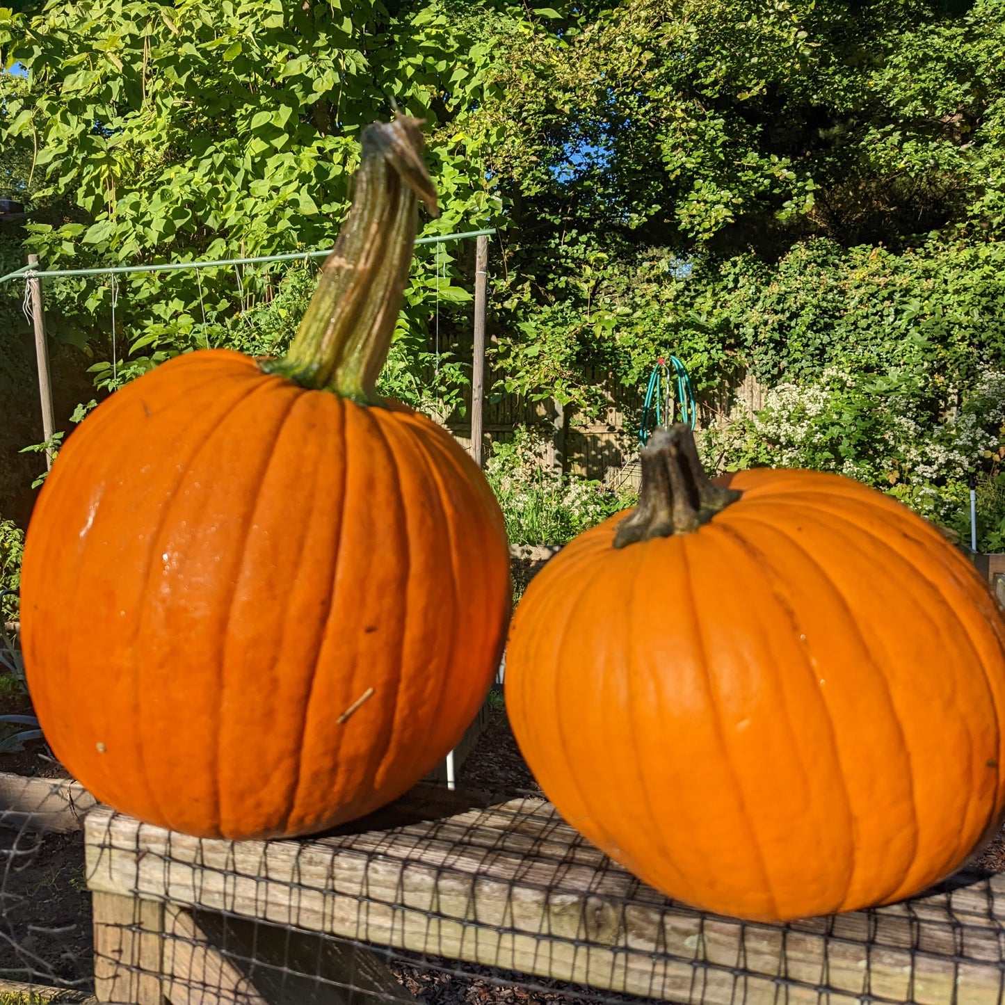 Winter Squash, New England Pie