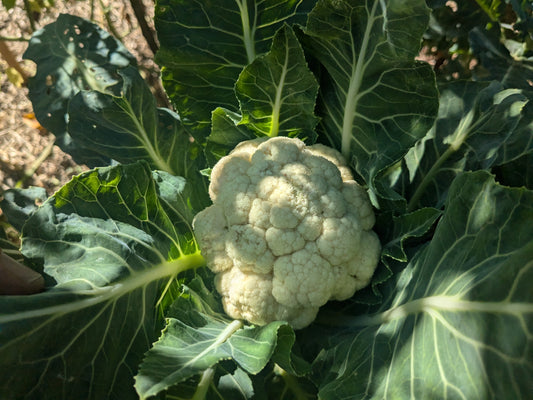 Cauliflower, Skywalker