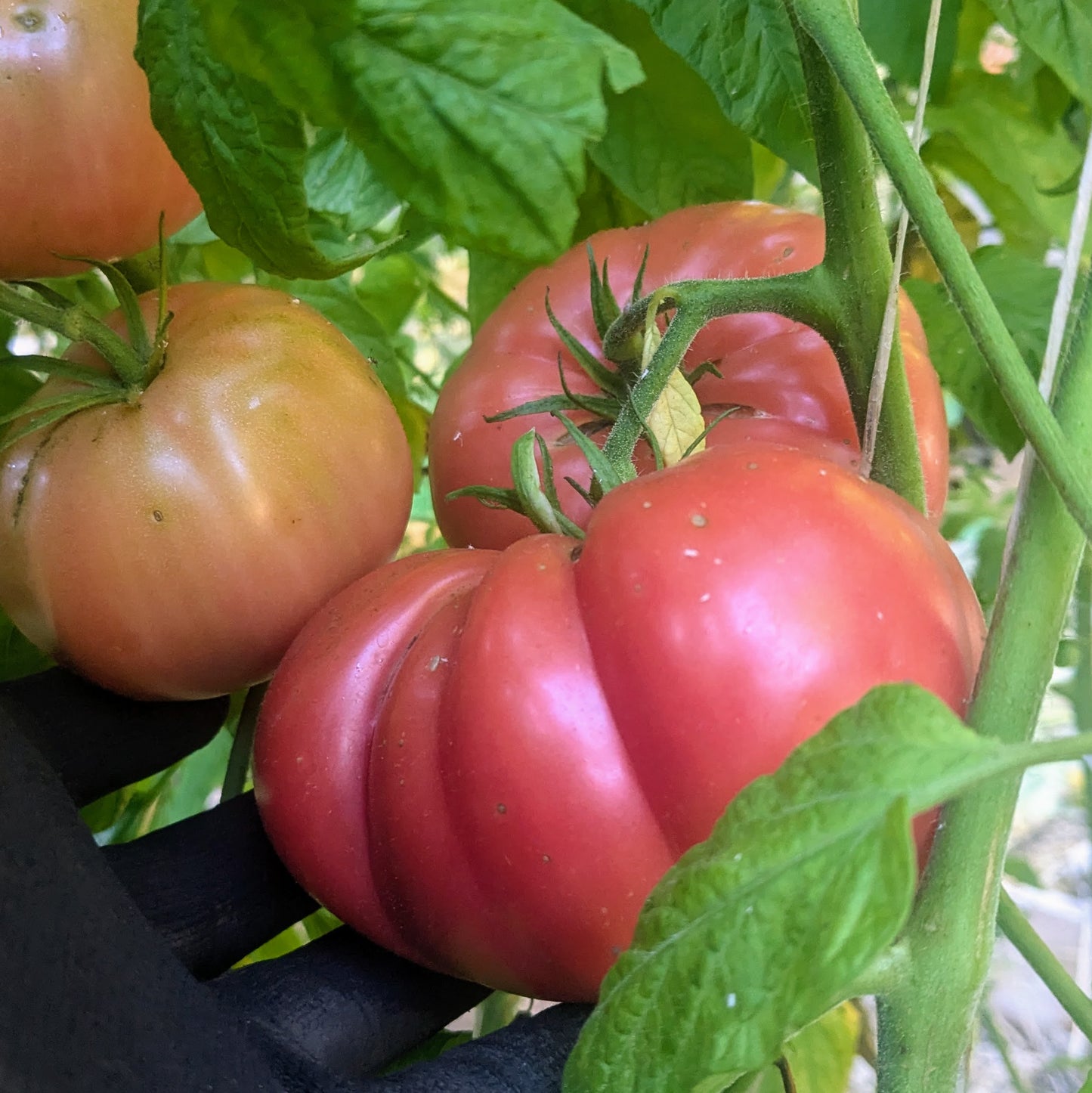 Tomato, German Johnson