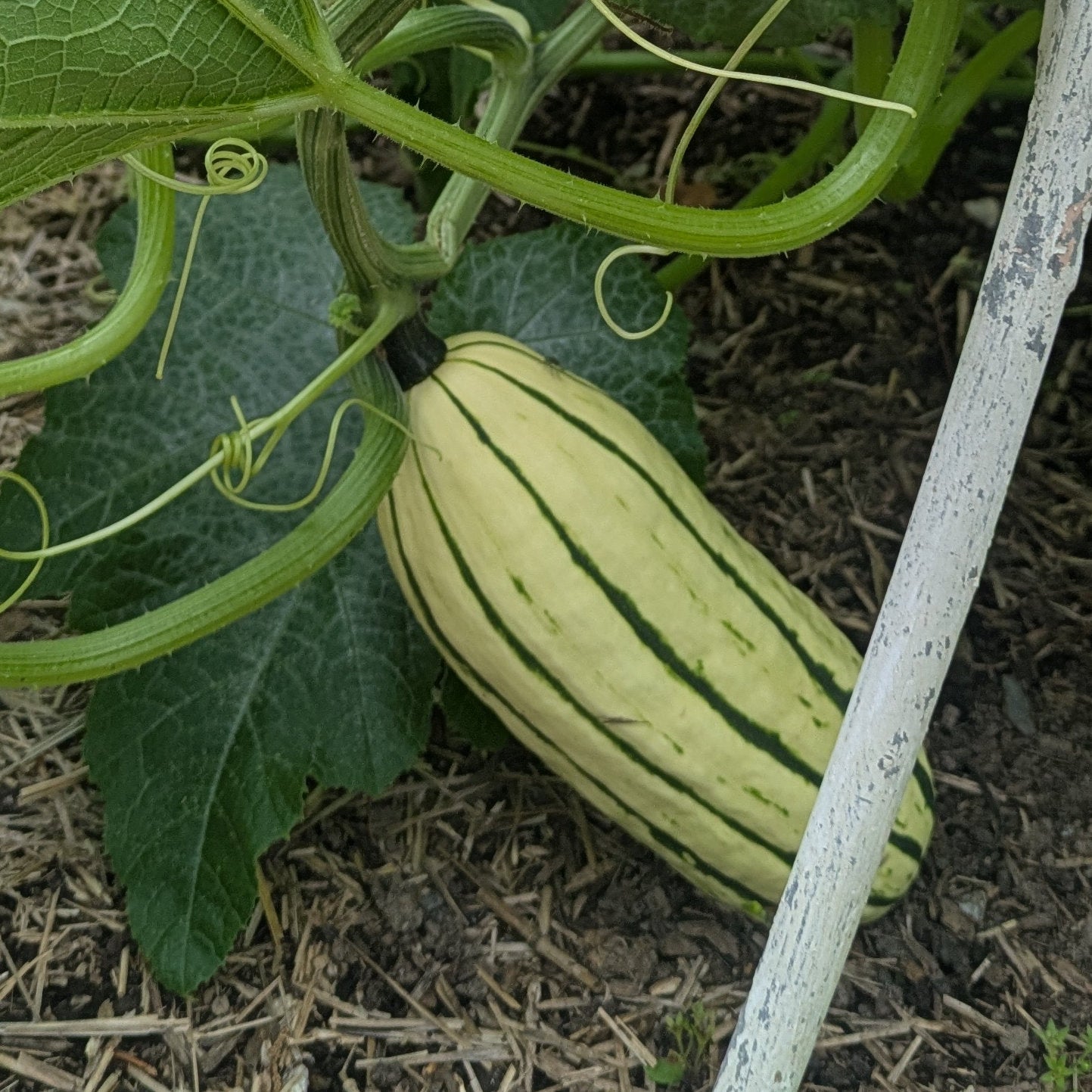 Winter Squash, Delicata