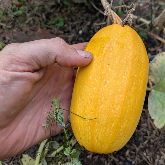 Winter Squash, Spaghetti