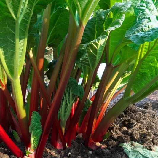 Soil Health Restoration