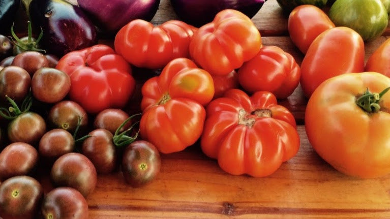 Tomato Lovers – Homegrown Nursery