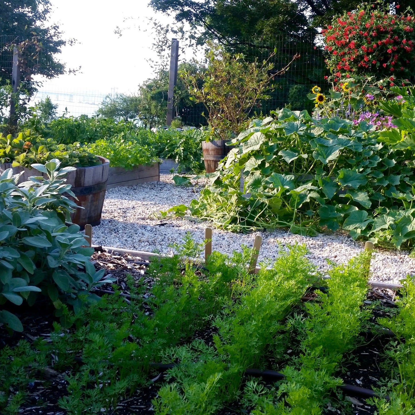 Soil Health Restoration