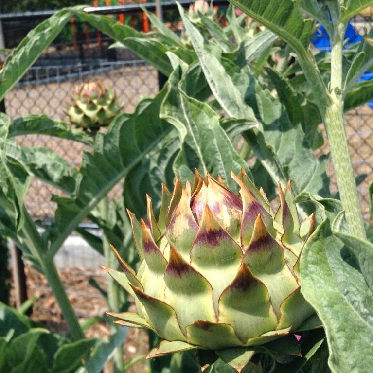 Artichoke, Tavor Imperial Star