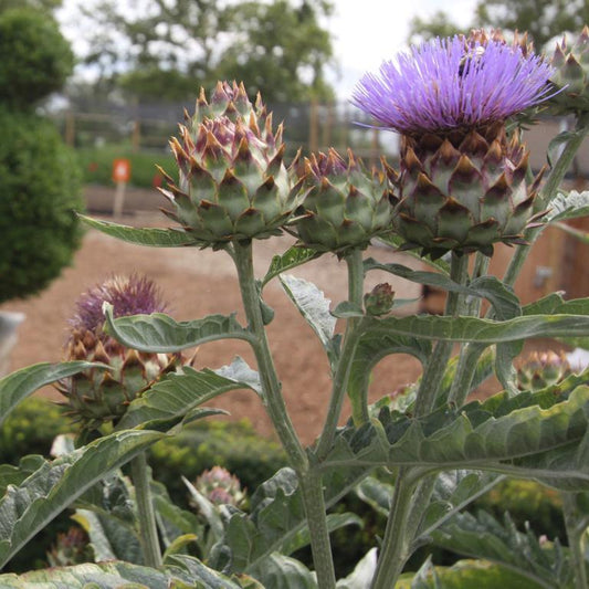Artichoke, Tavor Imperial Star