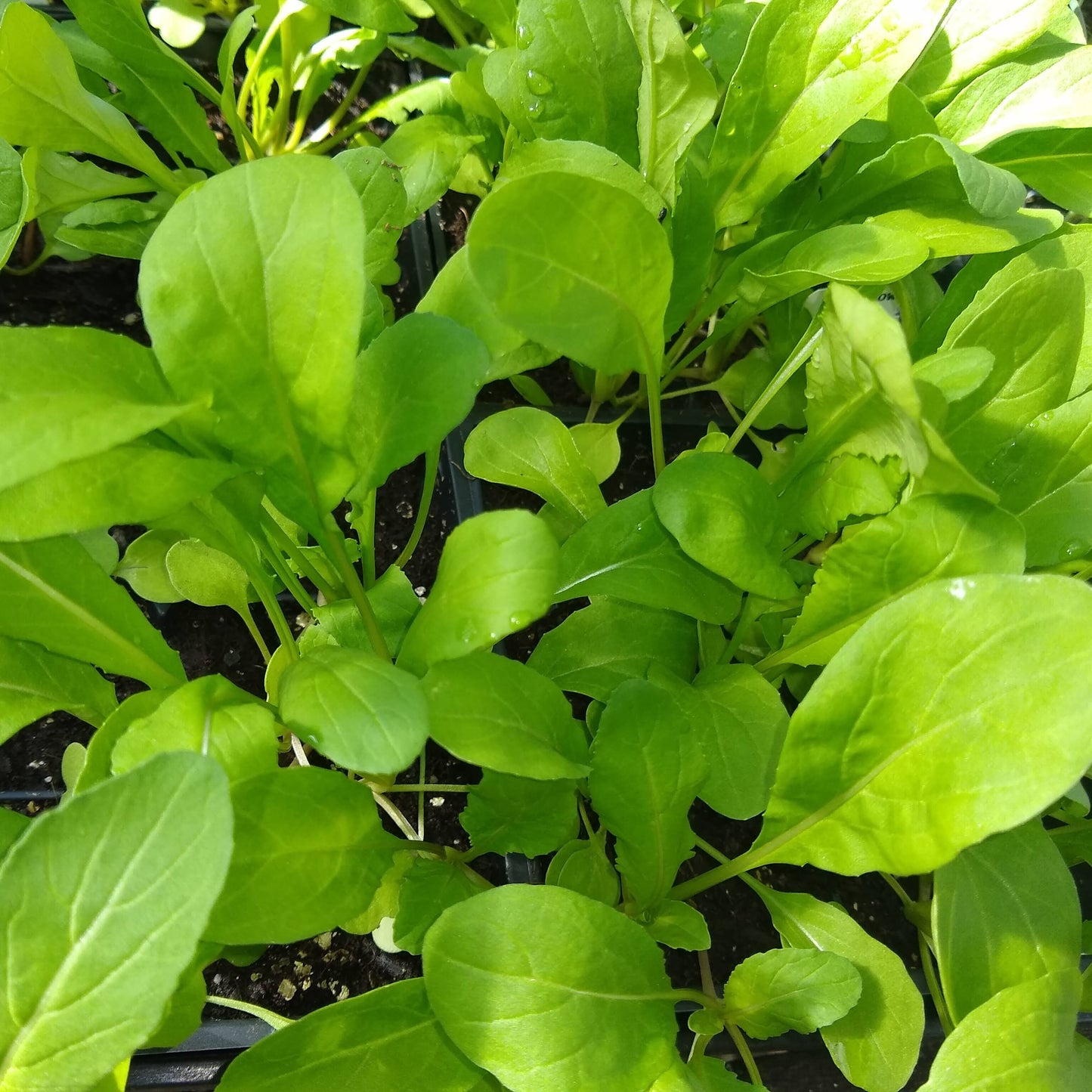 Arugula, Astro