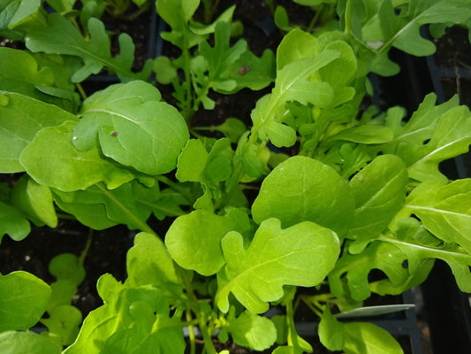 Arugula, Esmee