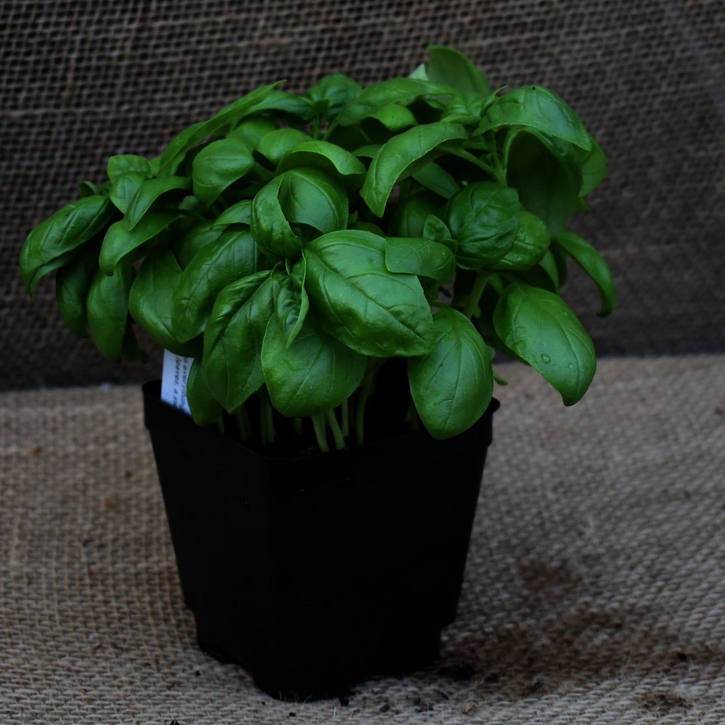 Basil, Genovese