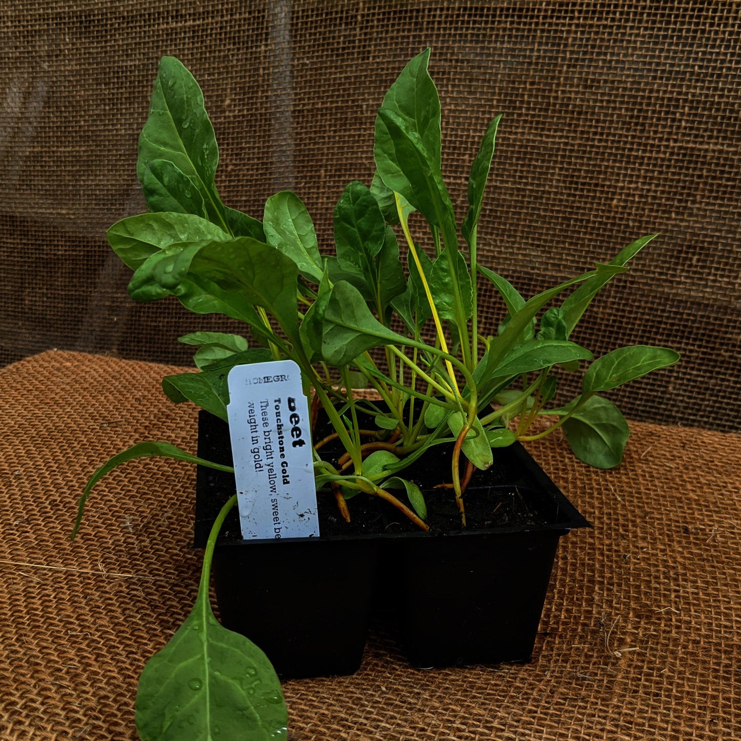 Beets, Touchstone Gold