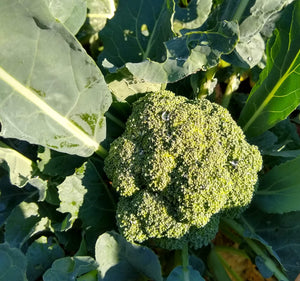 Broccoli, Unpqua
