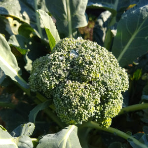 Broccoli, Waltham
