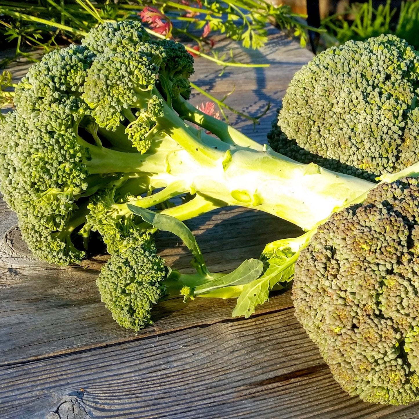Broccoli, Waltham