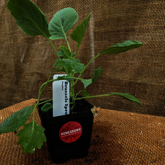 Brussels Sprout, Long Island Improved