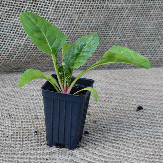 Chard, Improved Rainbow