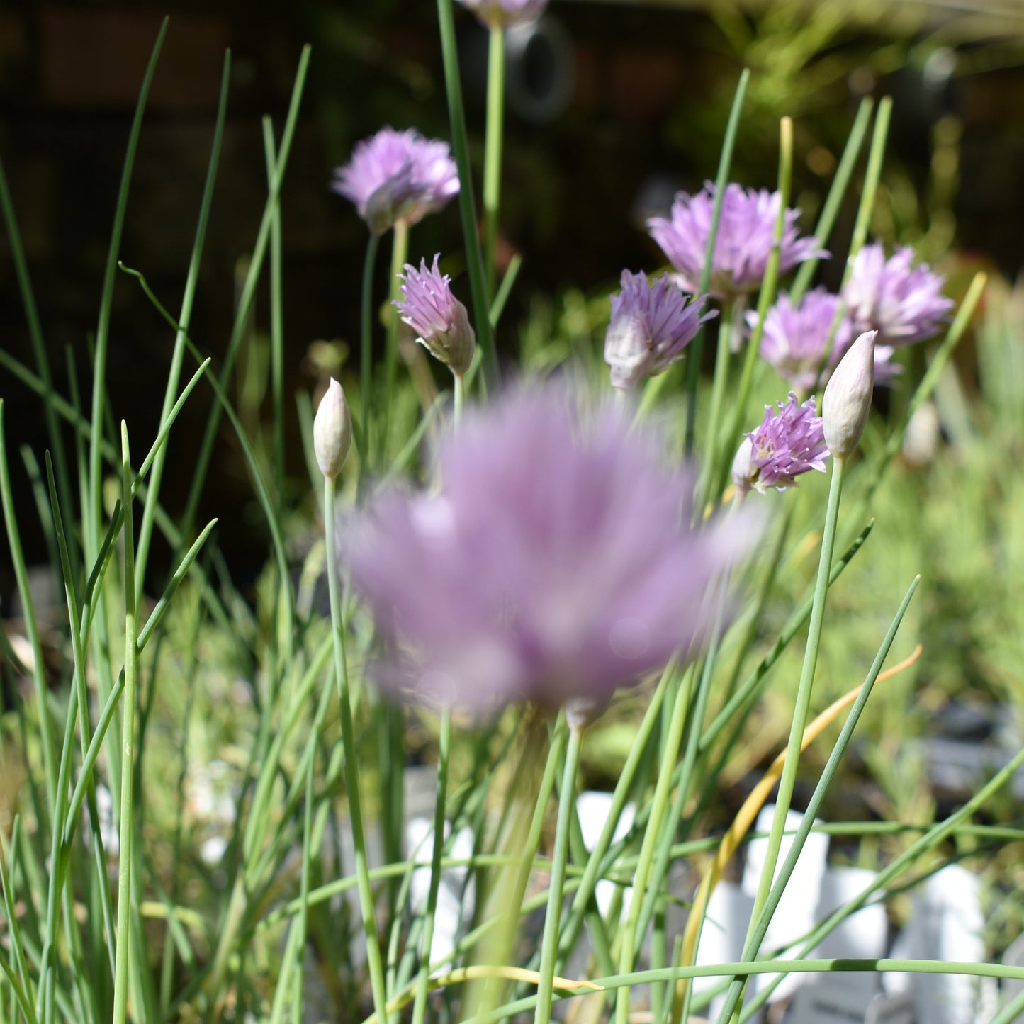 Chive, Fine Leaf