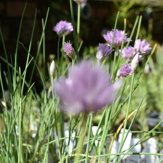 Chive, Fine Leaf