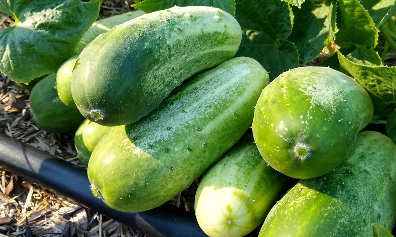 Cucumber, Little Leaf