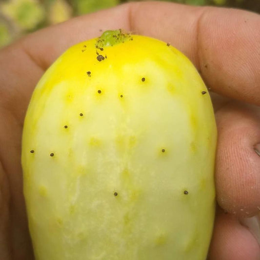 Cucumber, Salt and Pepper