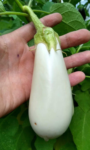 Eggplant, Clare White