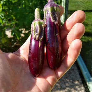 Eggplant, Little Finger