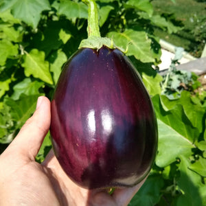 Eggplant, New York Improved