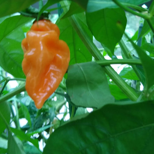 Hot Pepper, Habenaro