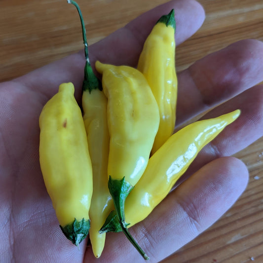 Hot Pepper, Lightning