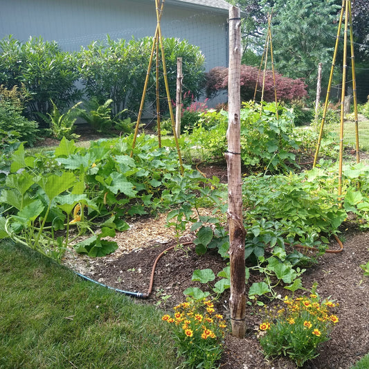 Garden Design + Build