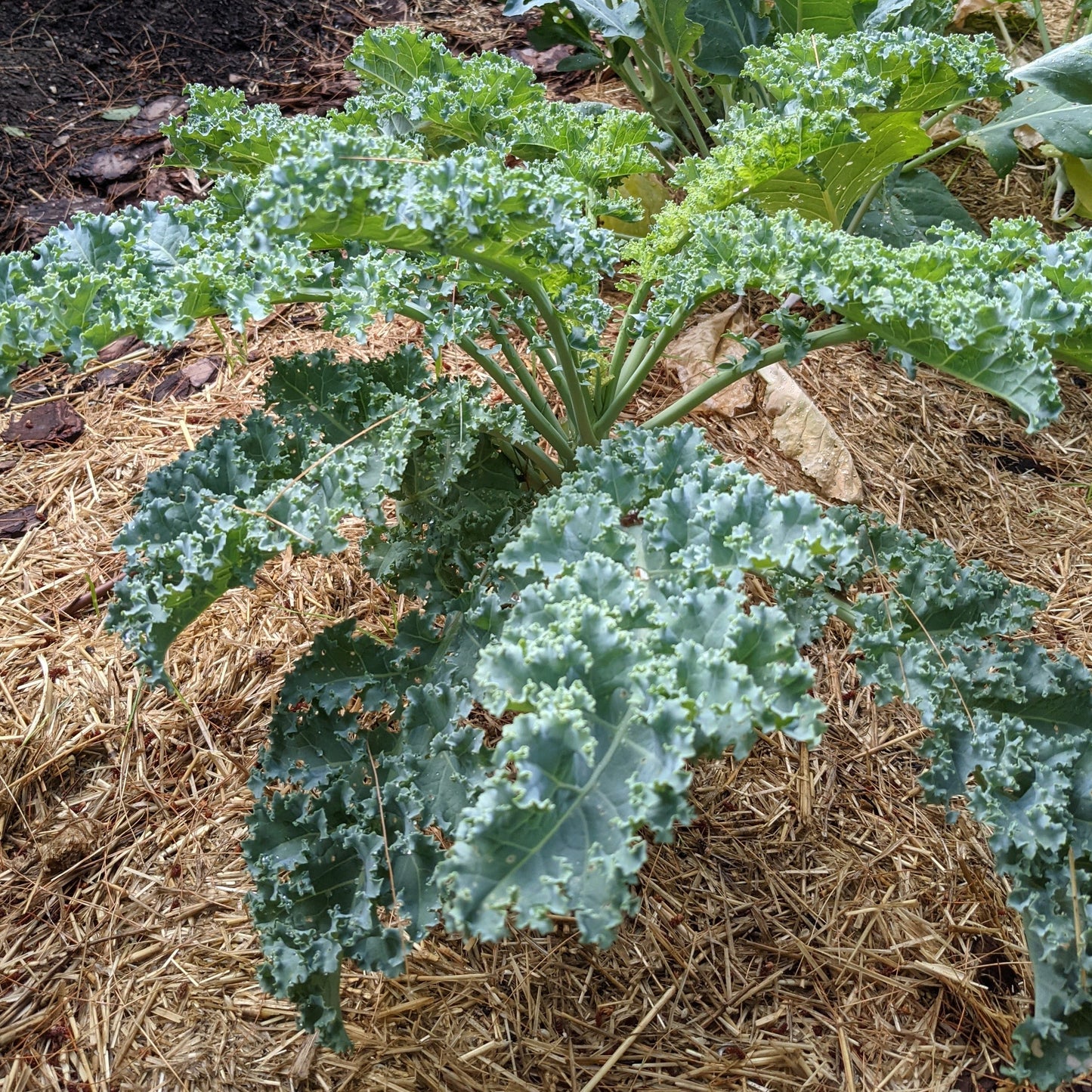 Kale, Winterbor