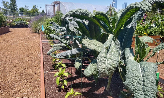 Season Starter Helper