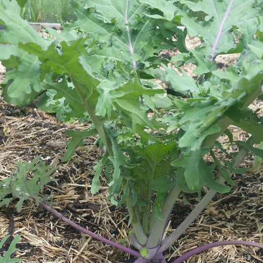 Kale, Red Russian