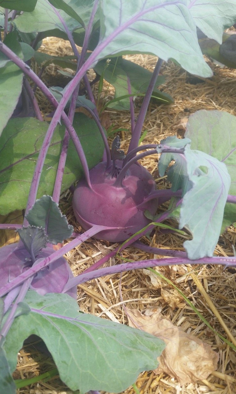 Kohlrabi, Azur Star