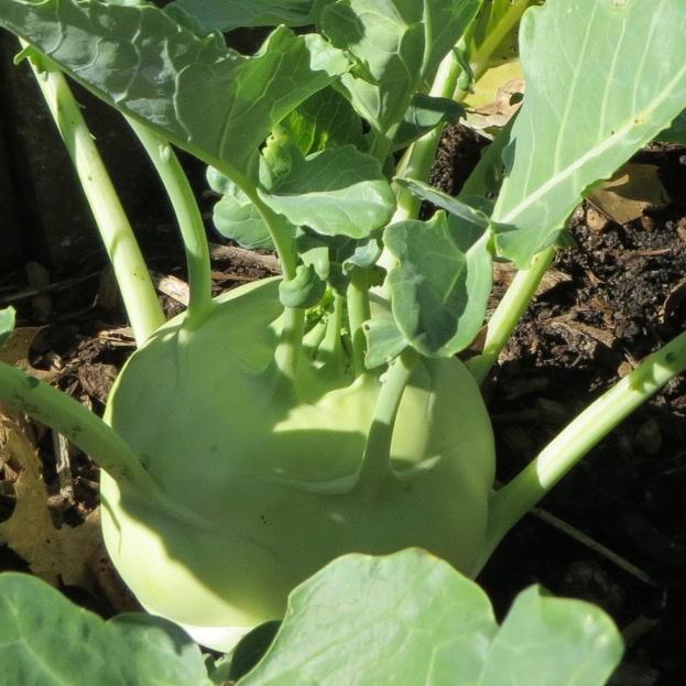Kohlrabi, White Vienna