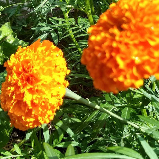 Marigold, Giant Orange