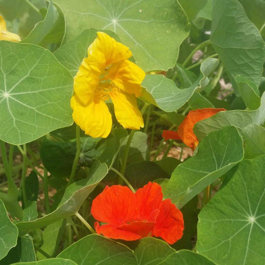 Nasturium, Kaleidoscope