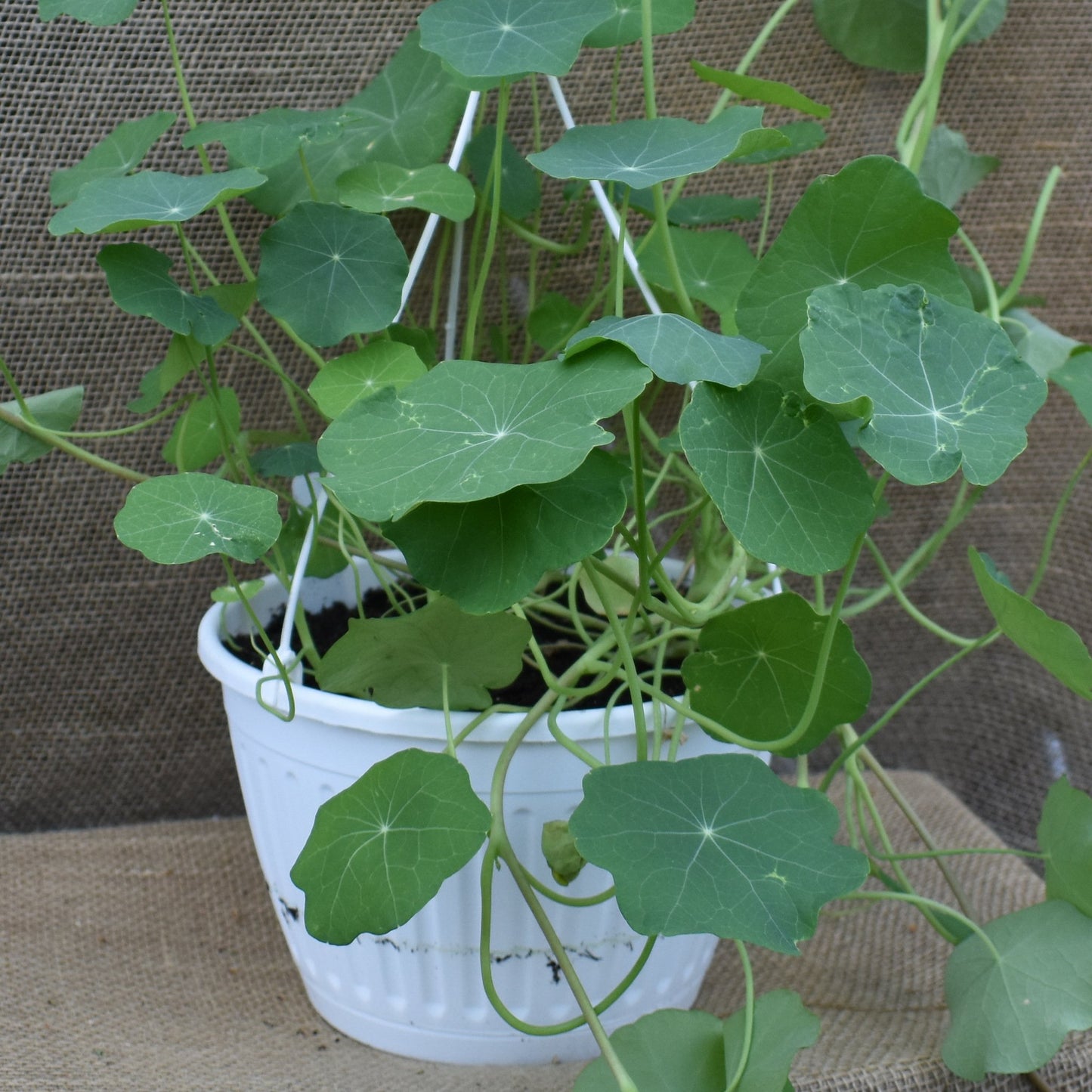 Nasturium, Empress of India