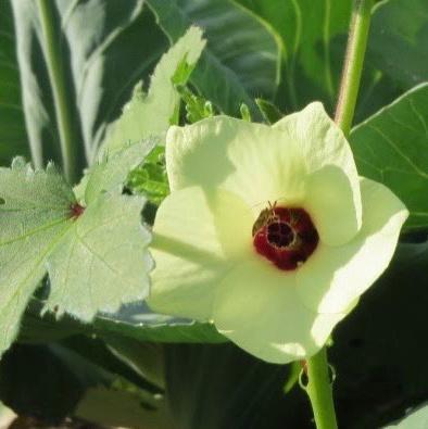 Okra, Clemson Spineless