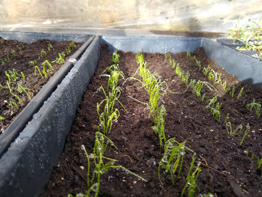 Onion, New York Early