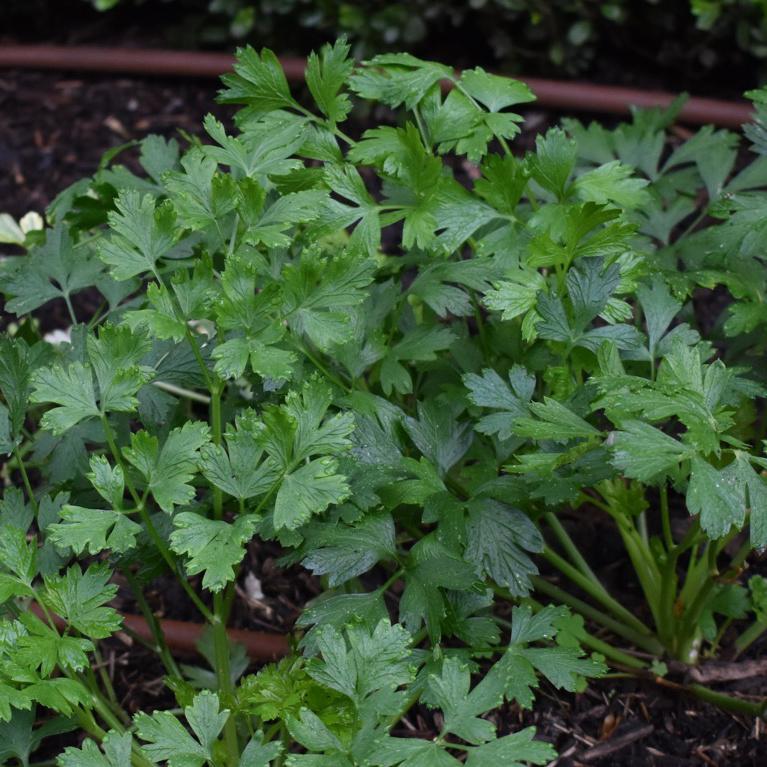 Parsley, Giant of Italy