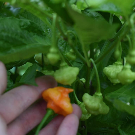 Hot Pepper, Aji Dulce