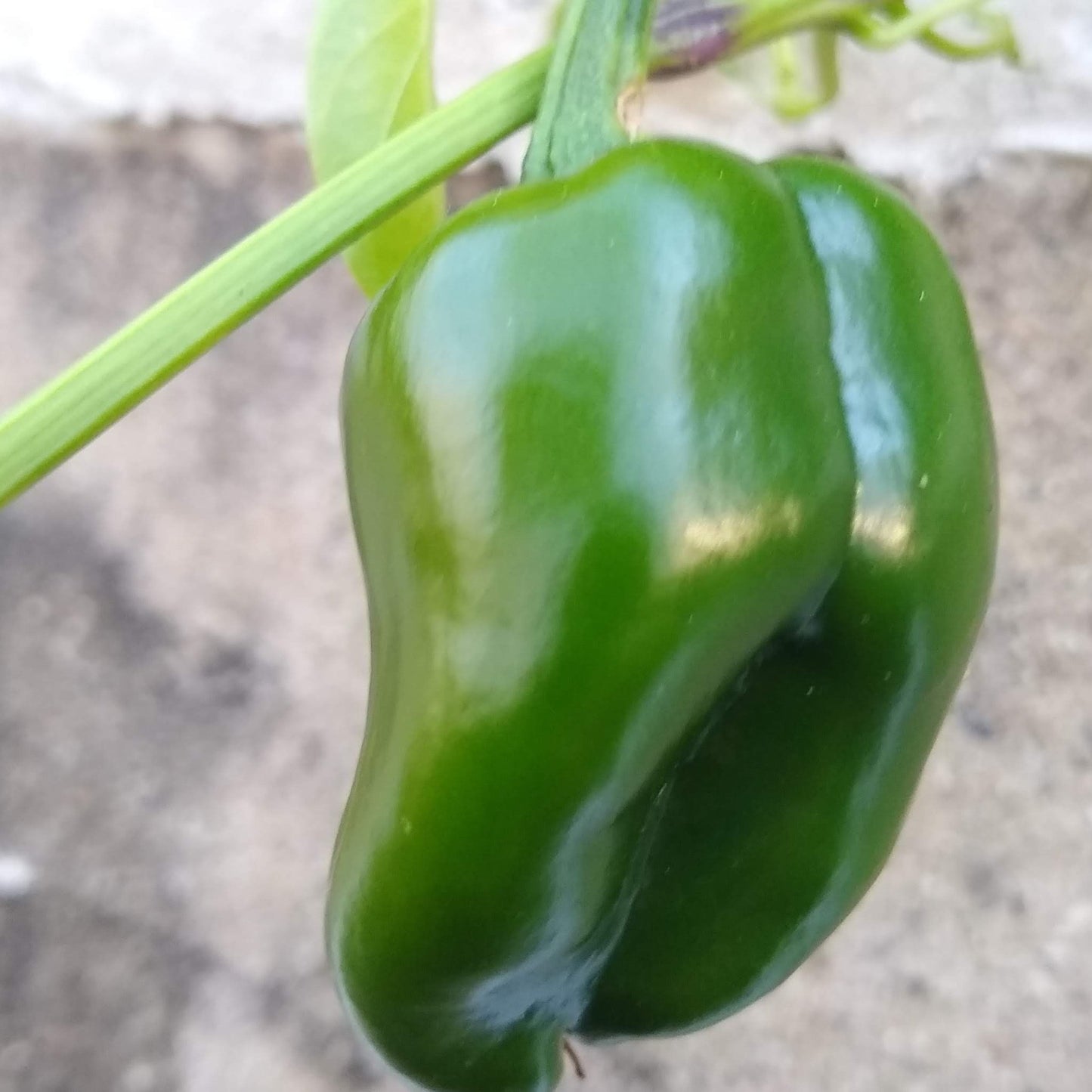Hot Pepper, Ancho Poblano