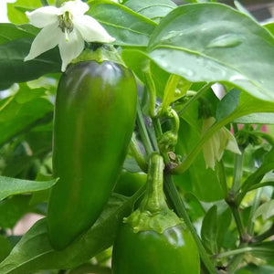 Hot Pepper, Early Jalapeno